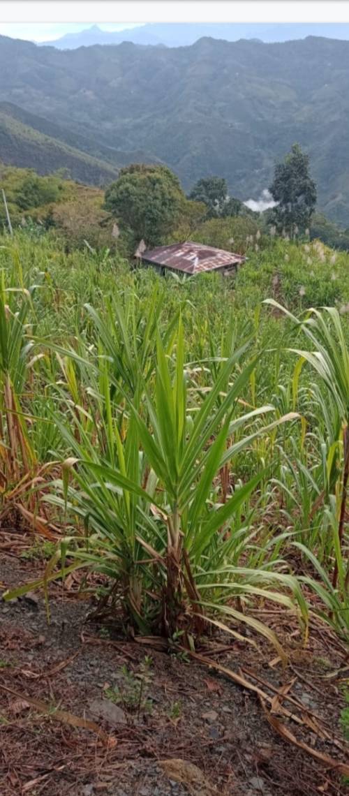 Finca en venta en La Vega
